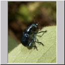 Byctiscus betulae - Ruesselkaefer 01.jpg